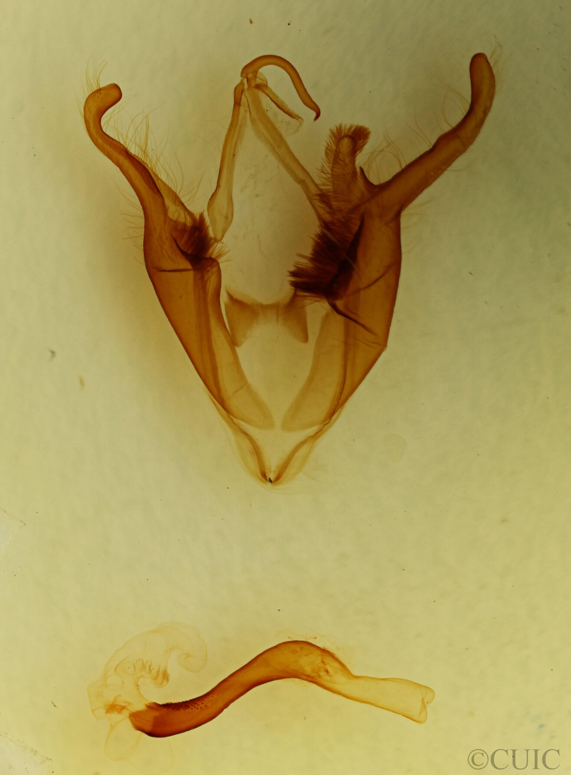 genitalia view of adult Zale n. sp. 2