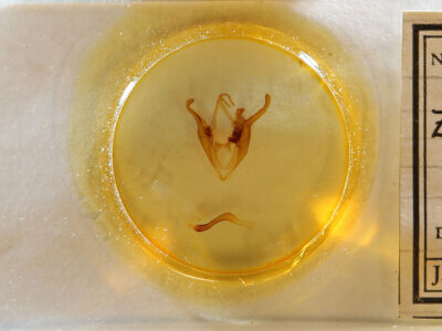 slide view of adult Zale n. sp. 2