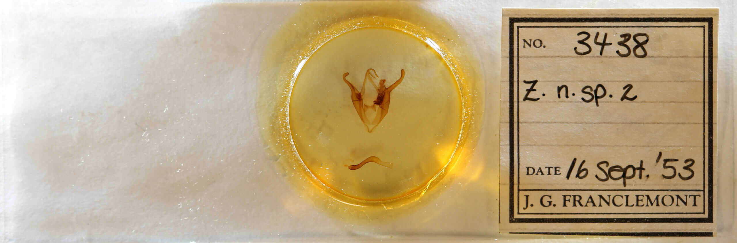 slide view of adult Zale n. sp. 2