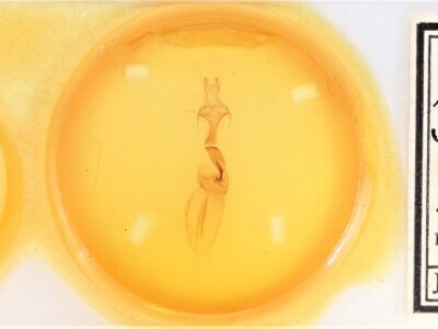 slide view of adult Metaxaglaea semitariaFranclemont, 1968