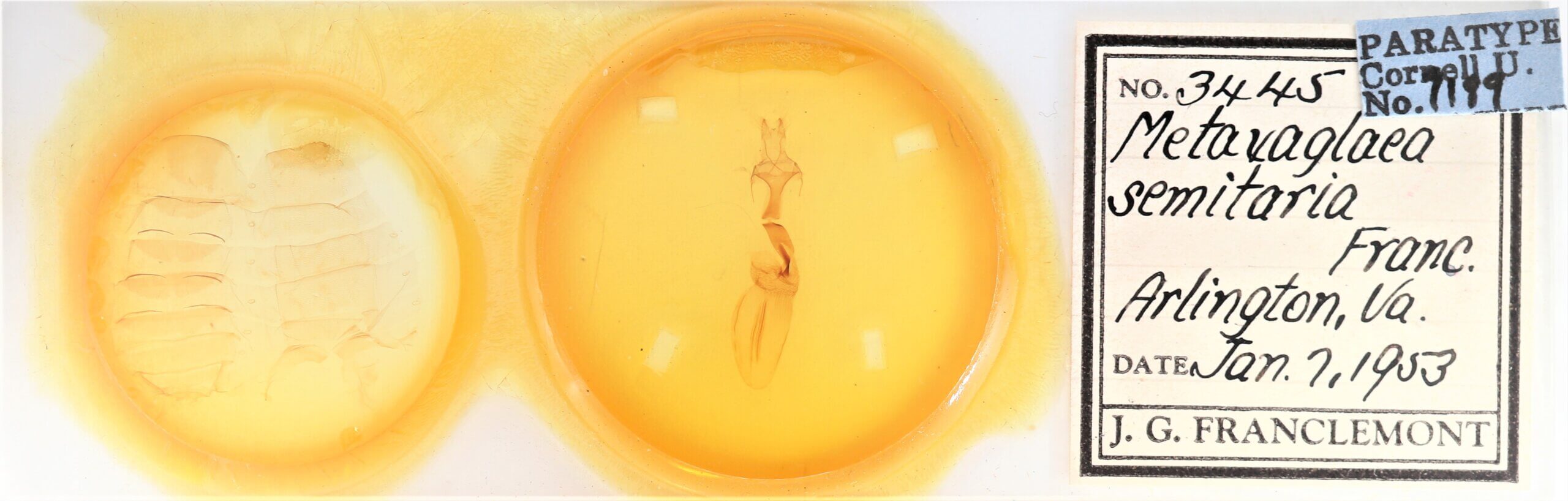 slide view of adult Metaxaglaea semitariaFranclemont, 1968