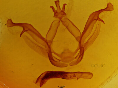 genitalia view of adult Peridea sp.