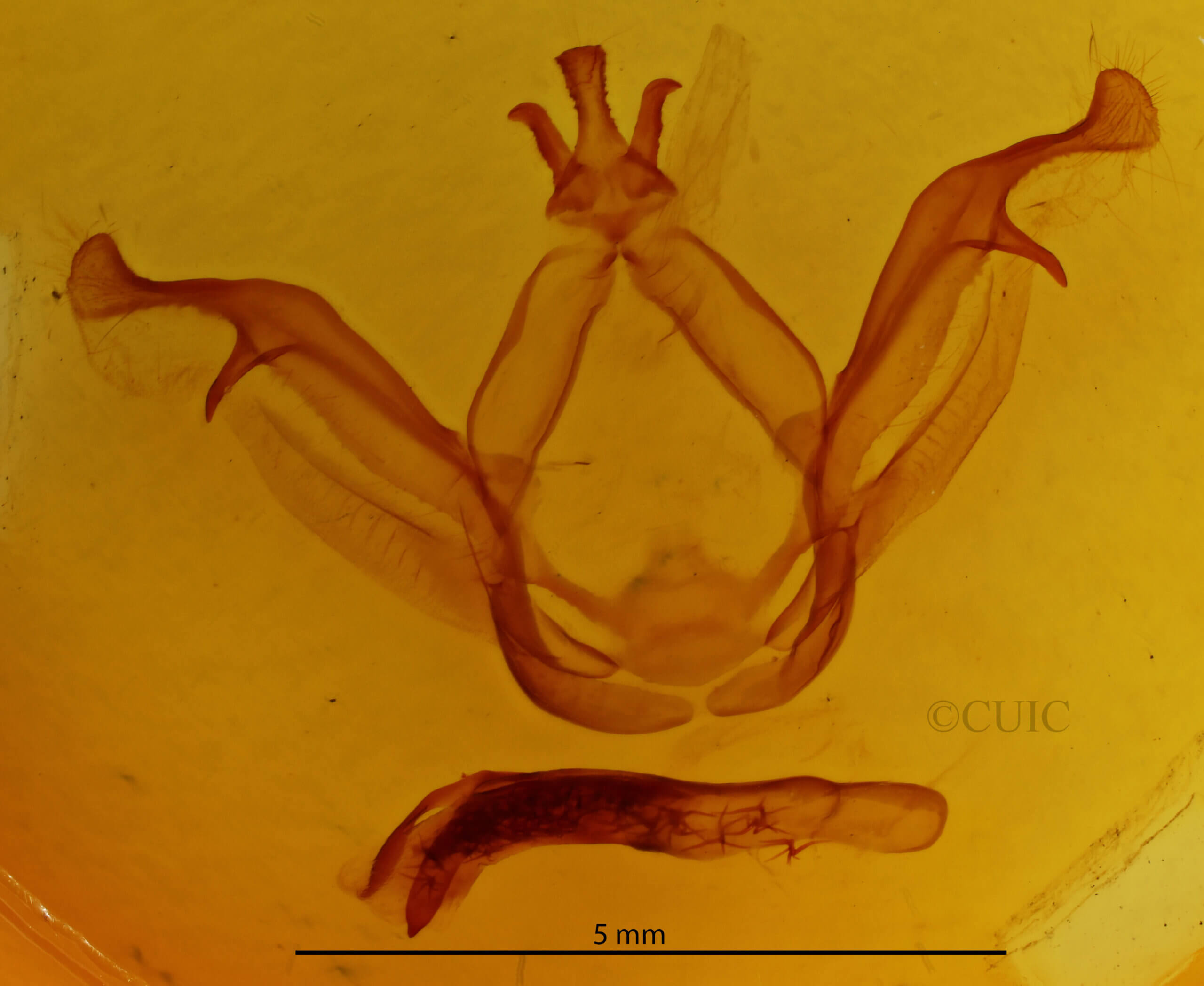 genitalia view of adult Peridea sp.