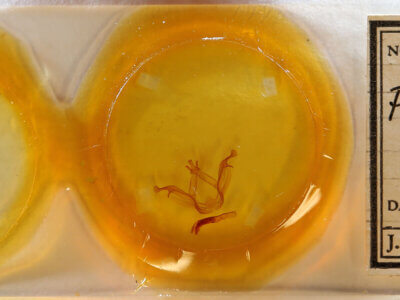 slide view of adult Peridea sp.