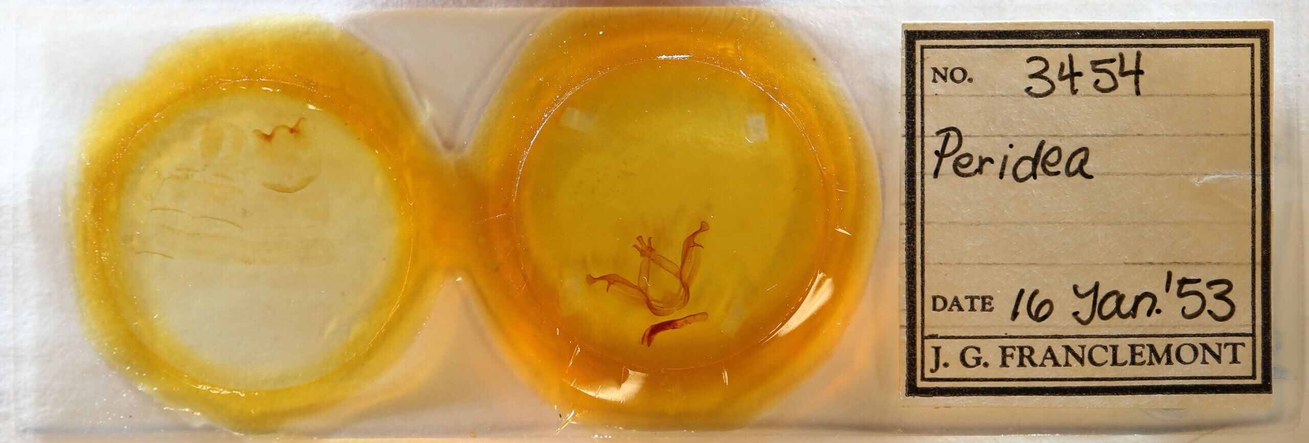 slide view of adult Peridea sp.