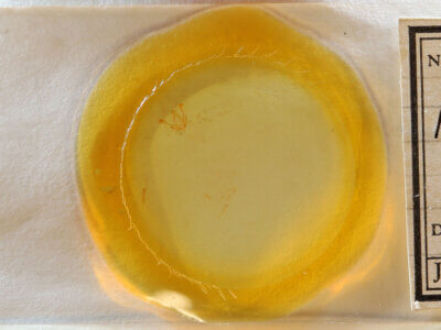 slide view of adult Meganola sp.