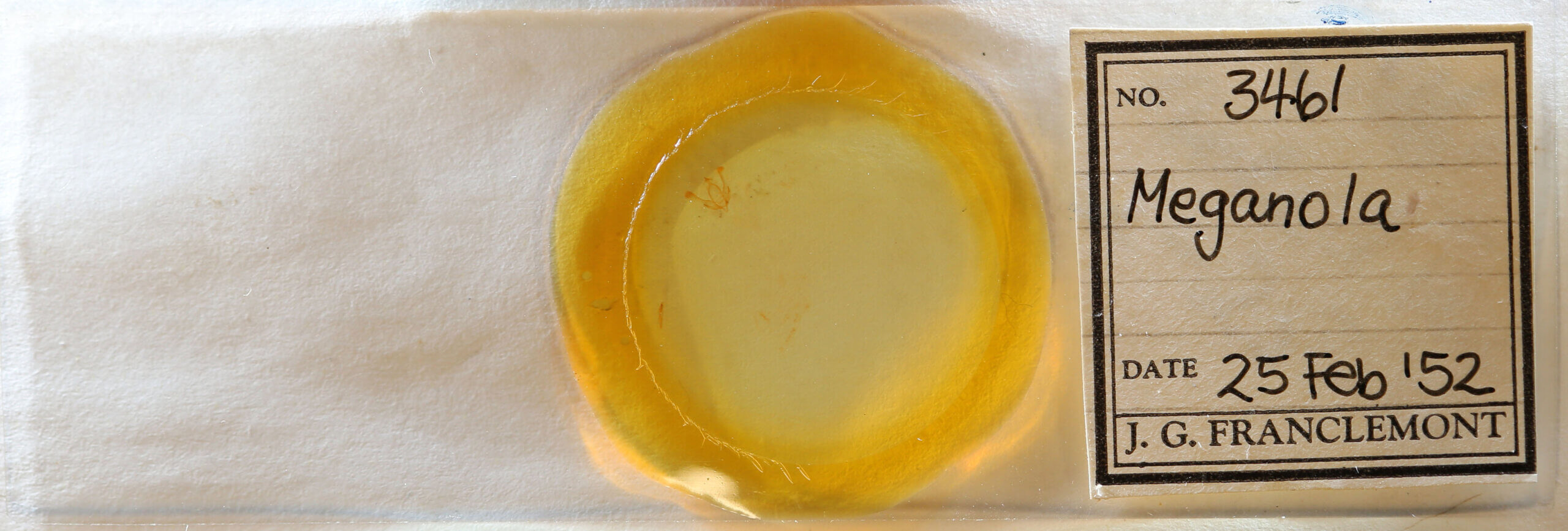 slide view of adult Meganola sp.