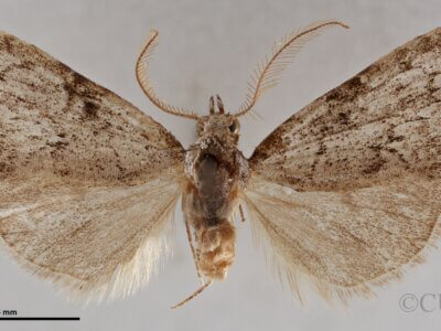 dorsal view of adult Meganola sp.