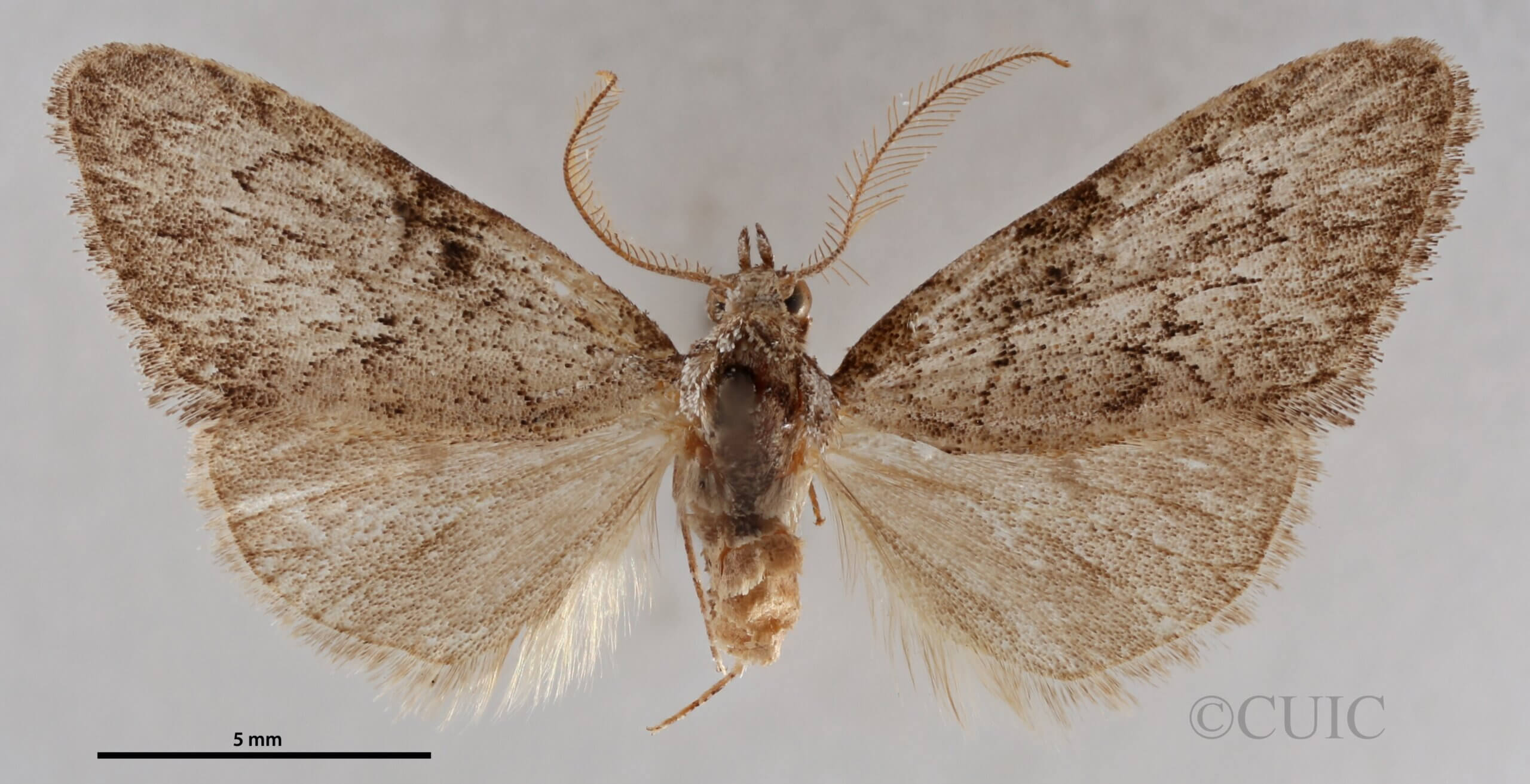dorsal view of adult Meganola sp.