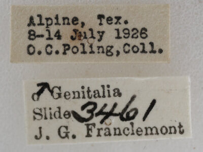 label view of adult Meganola sp.