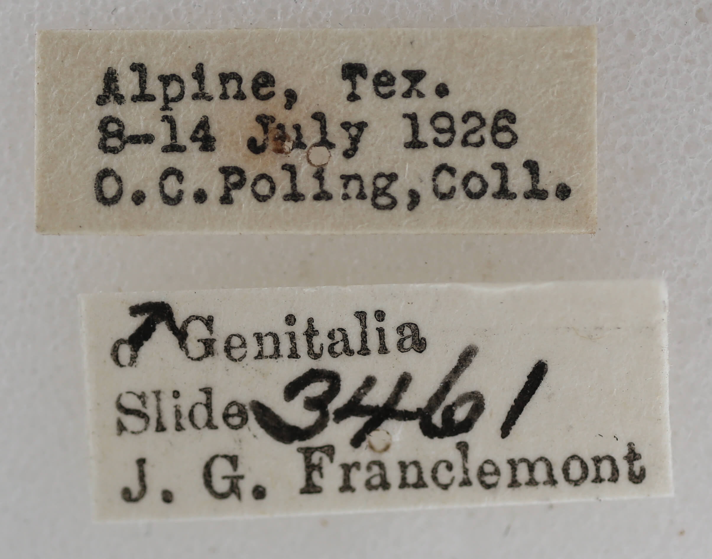 label view of adult Meganola sp.