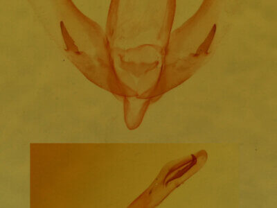 genitalia view of adult Meganola sp.