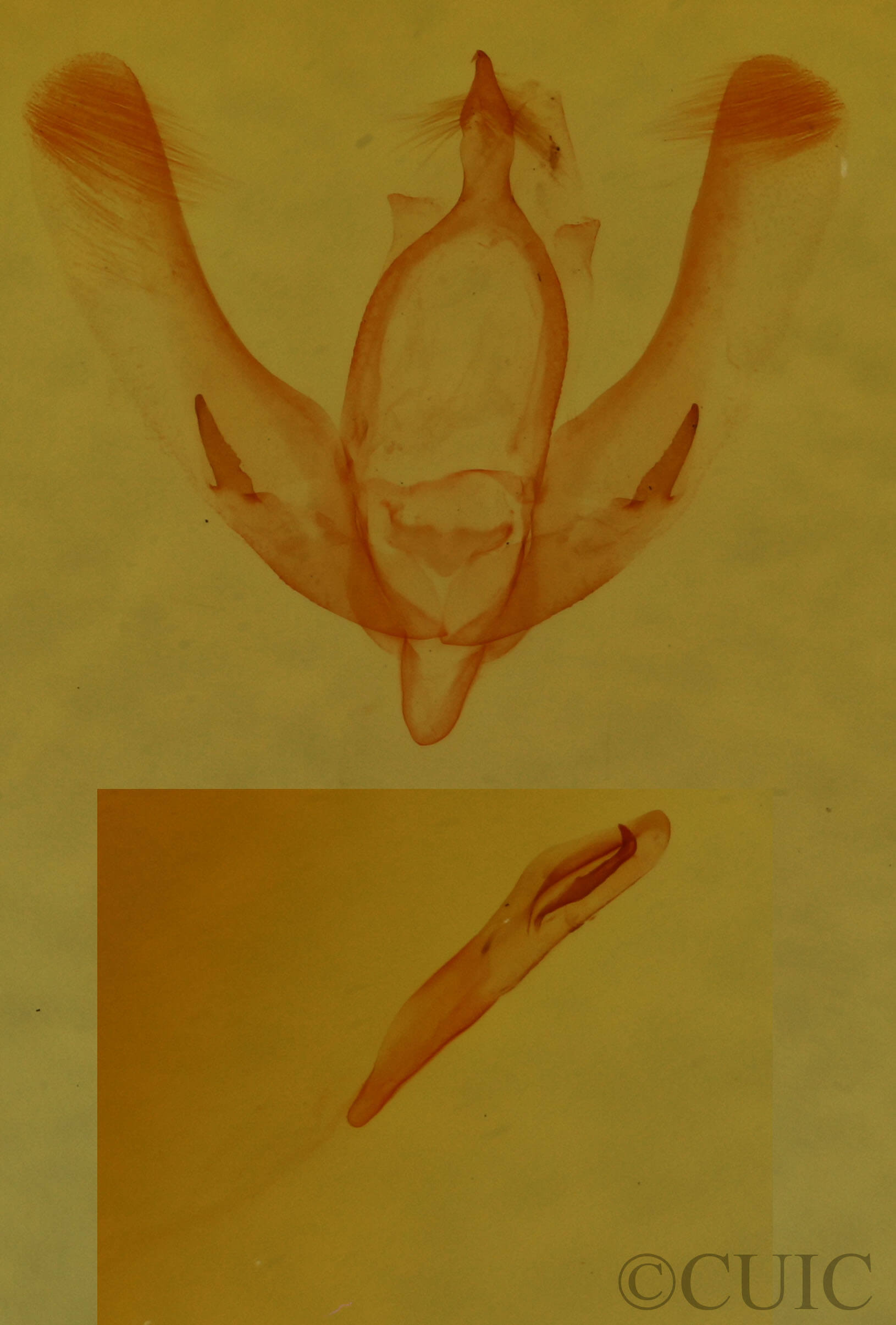 genitalia view of adult Meganola sp.