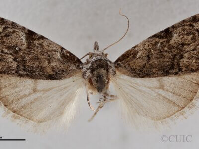 dorsal view of adult Meganola fuscula