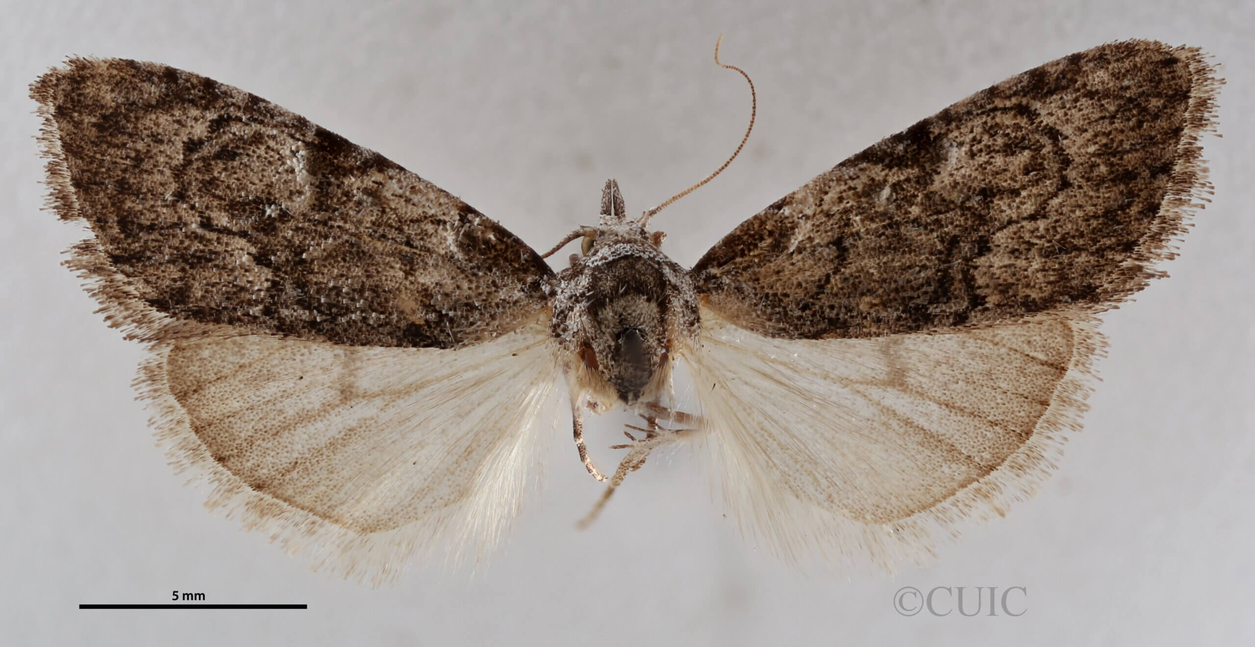 dorsal view of adult Meganola fuscula