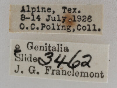 label view of adult Meganola fuscula