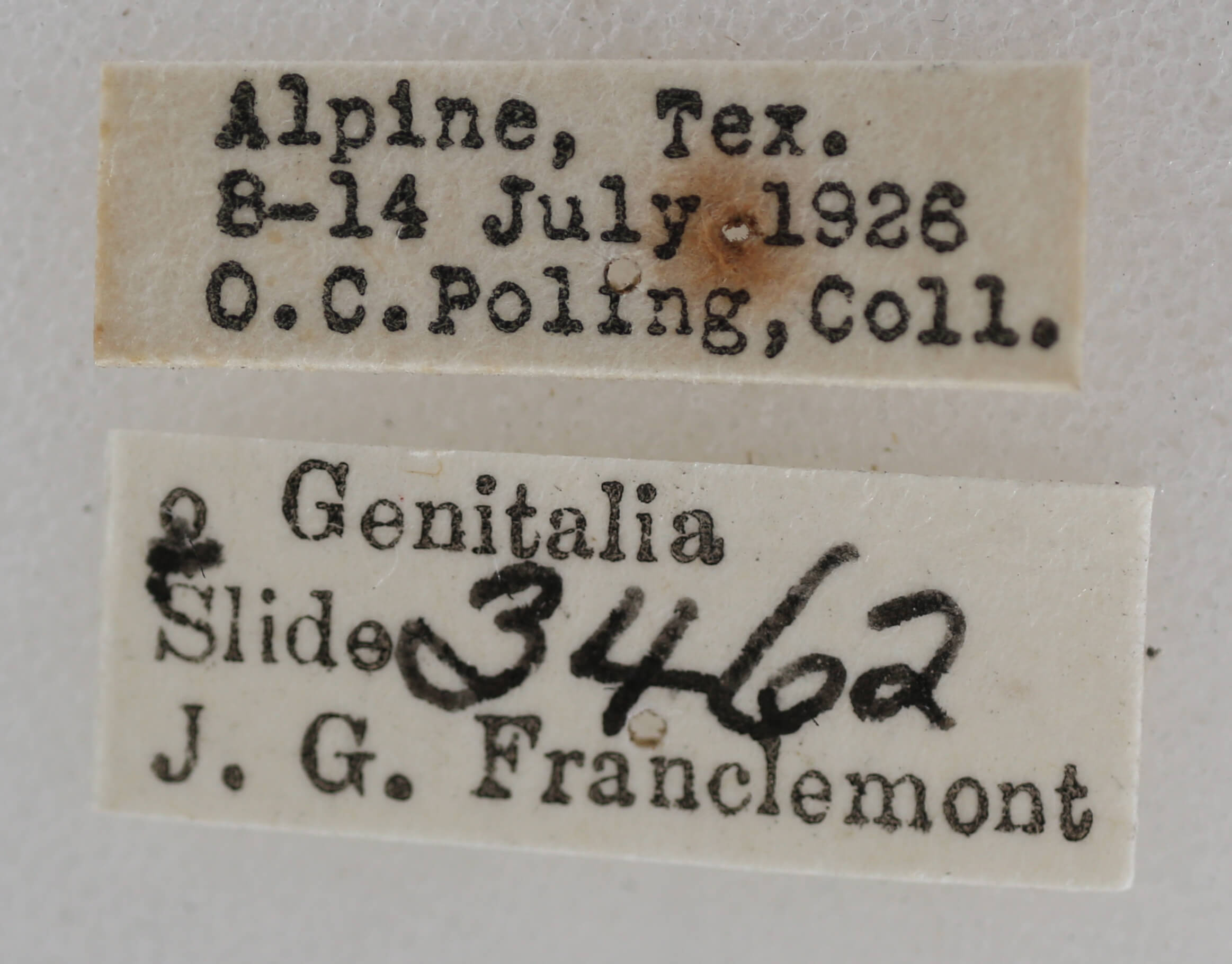 label view of adult Meganola fuscula