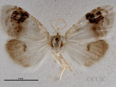 dorsal view of adult Nola cilicoides
