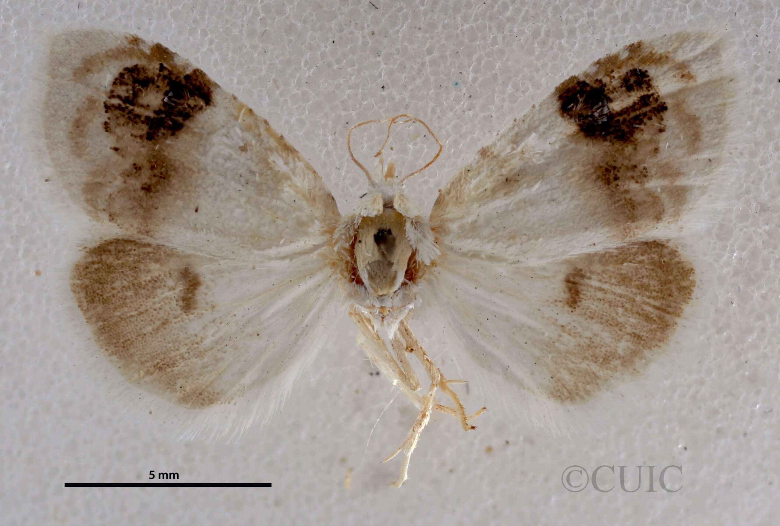 dorsal view of adult Nola cilicoides