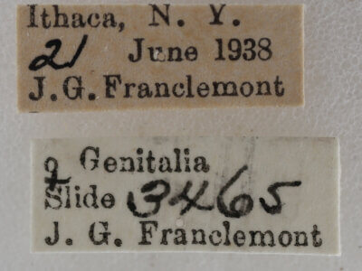 label view of adult Nola cilicoides