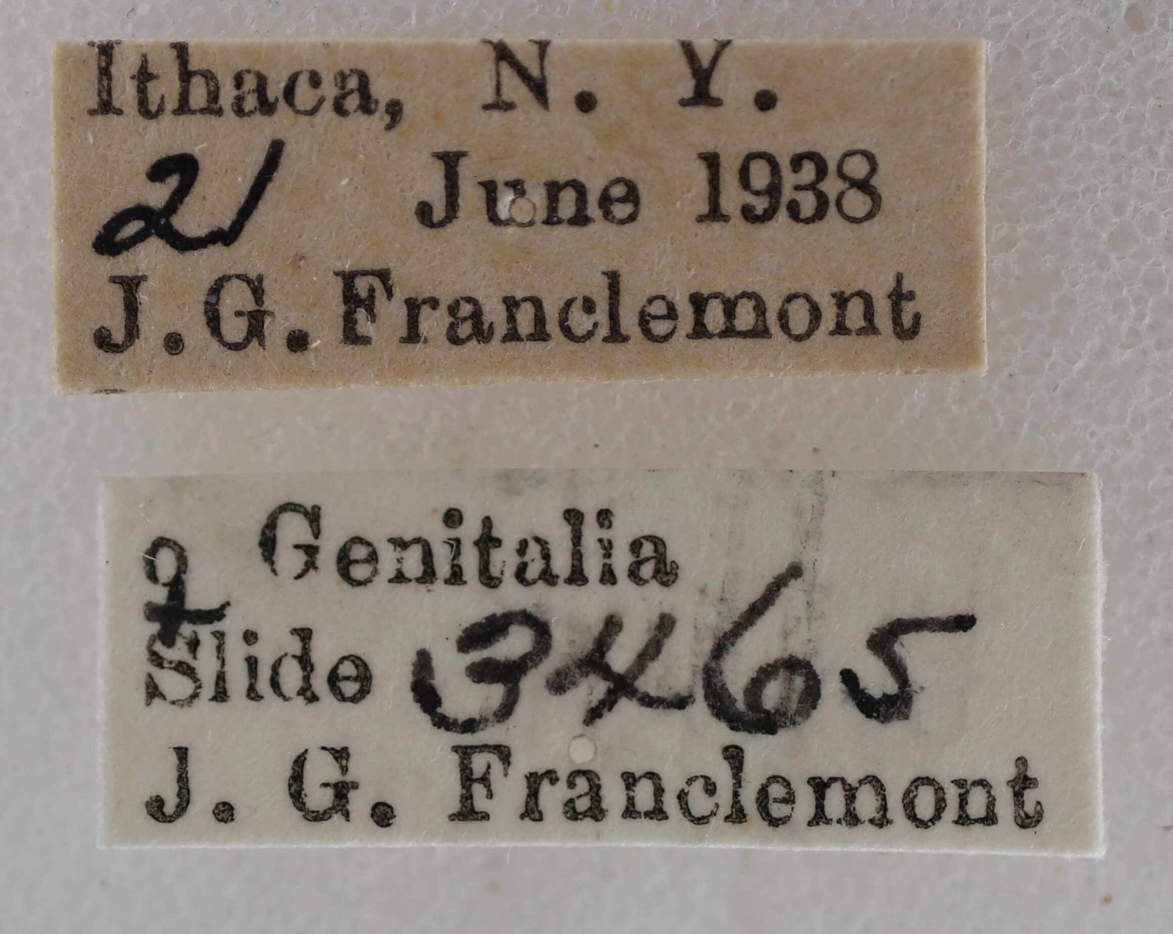 label view of adult Nola cilicoides