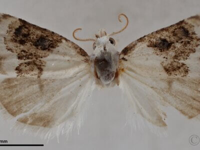 dorsal view of adult Nola pustulata