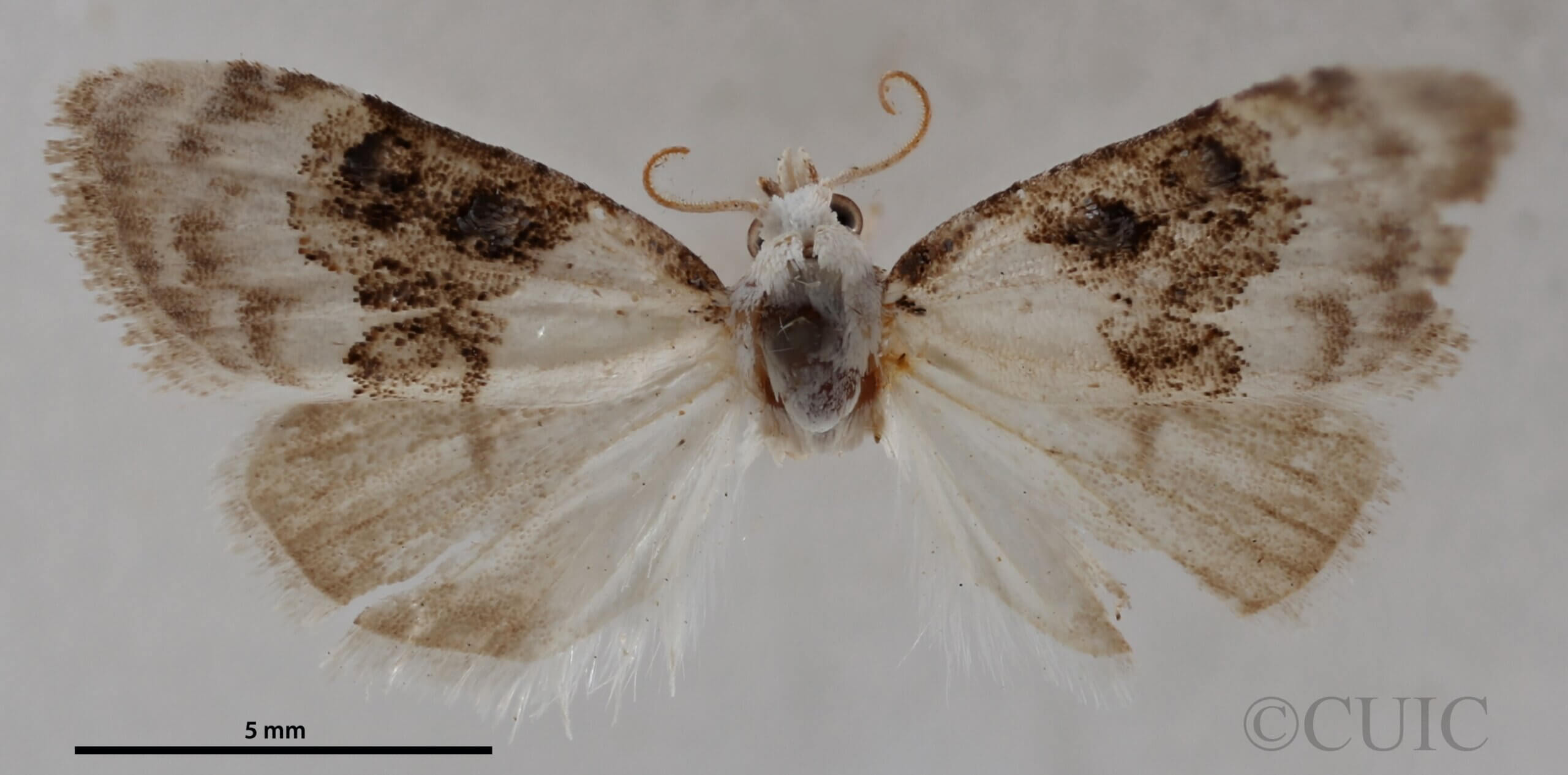 dorsal view of adult Nola pustulata