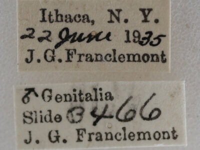 label view of adult Nola pustulata