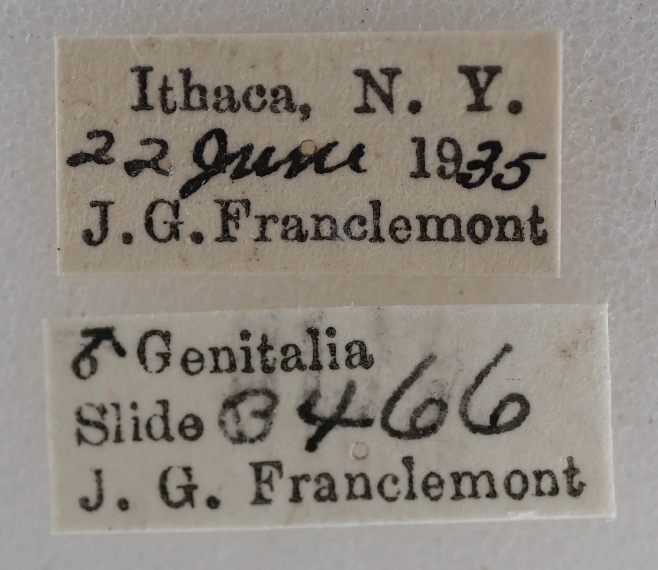 label view of adult Nola pustulata