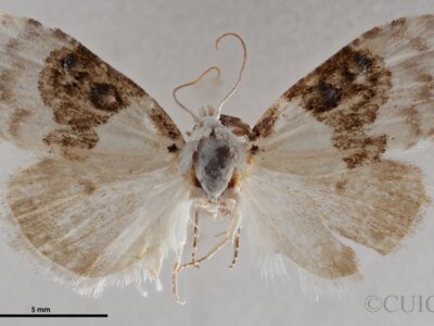 dorsal view of adult Nola pustulata