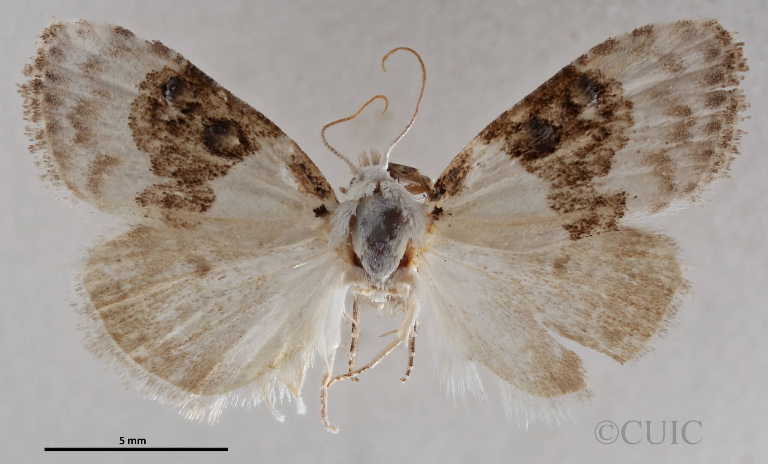dorsal view of adult Nola pustulata