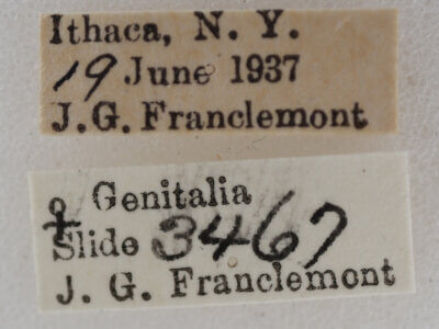 label view of adult Nola pustulata