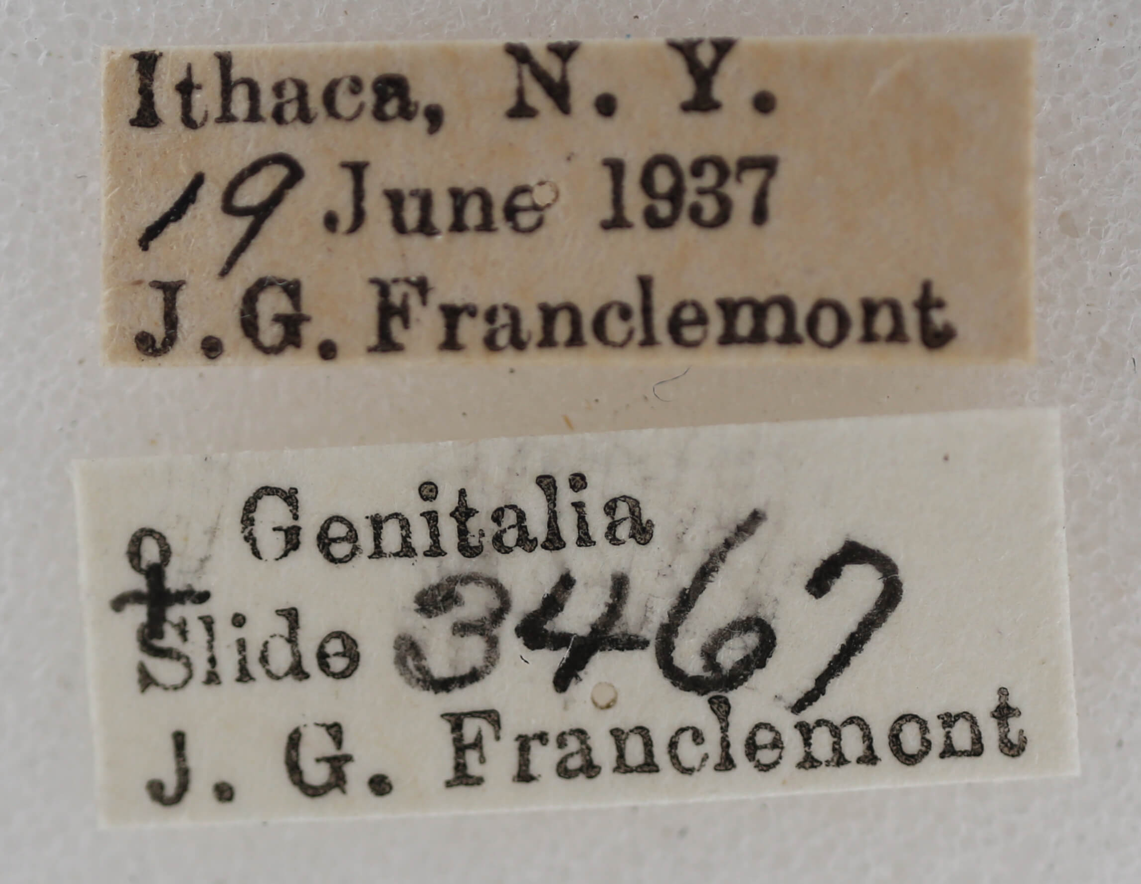 label view of adult Nola pustulata