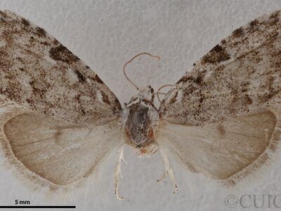 dorsal view of adult Nola ovilla