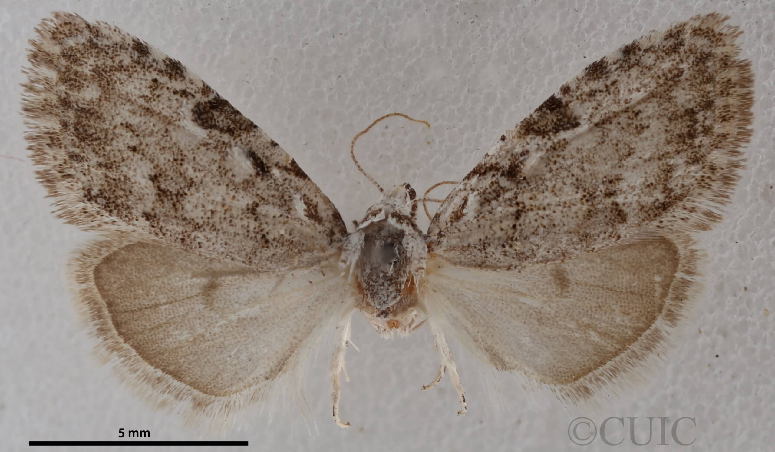 dorsal view of adult Nola ovilla