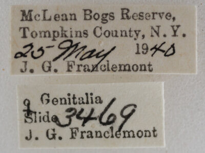 label view of adult Nola ovilla