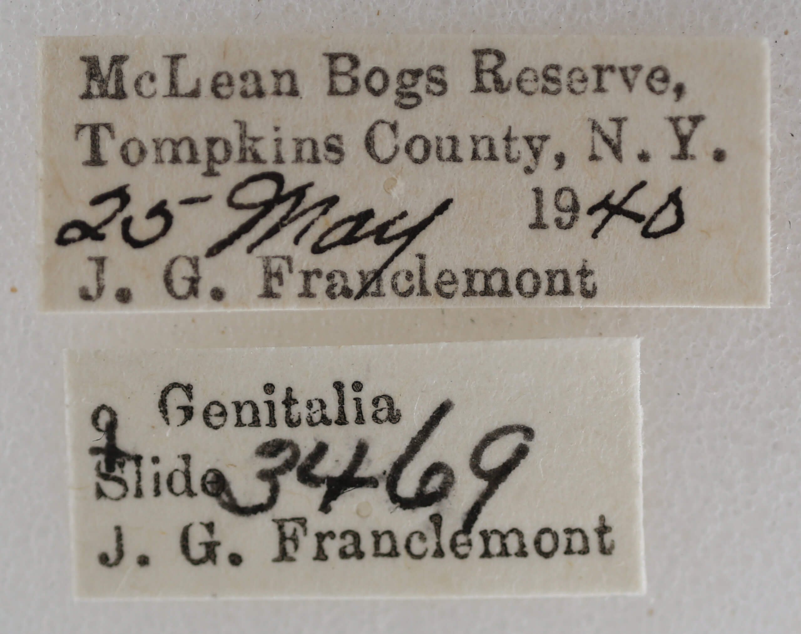 label view of adult Nola ovilla