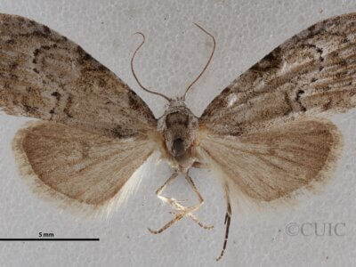 dorsal view of adult Meganola minuscula