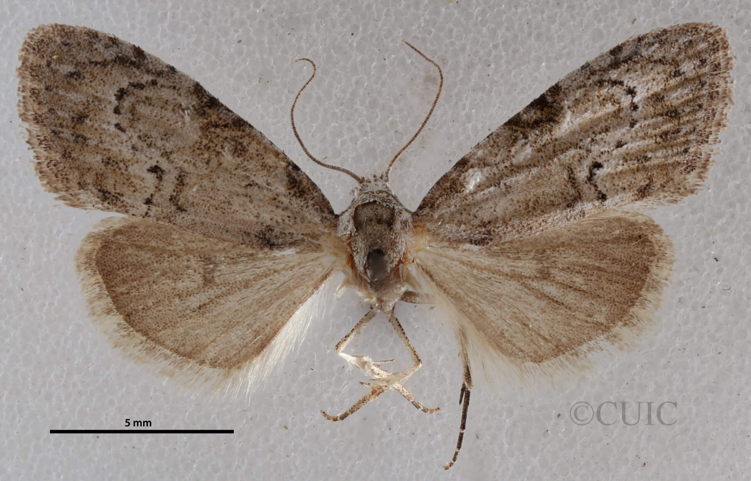 dorsal view of adult Meganola minuscula