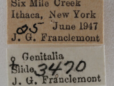 label view of adult Meganola minuscula