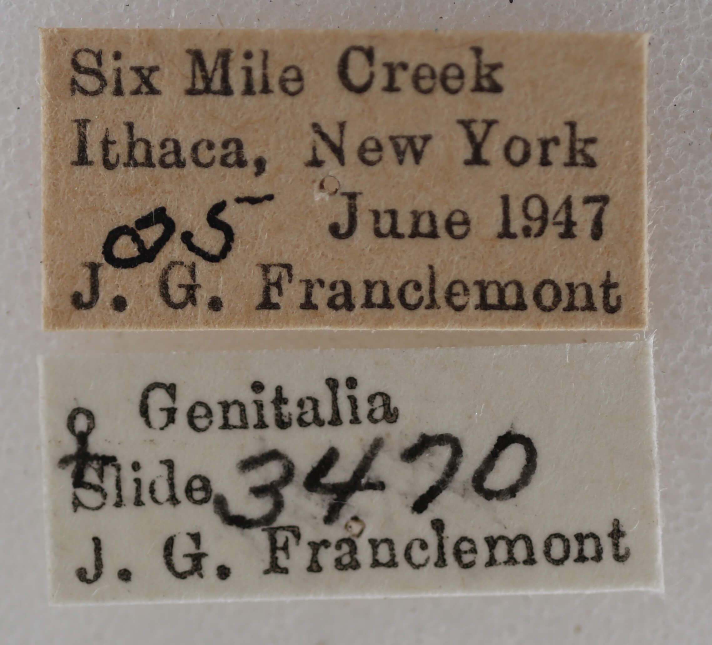 label view of adult Meganola minuscula