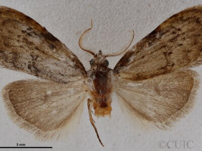 dorsal view of adult Meganola spodia