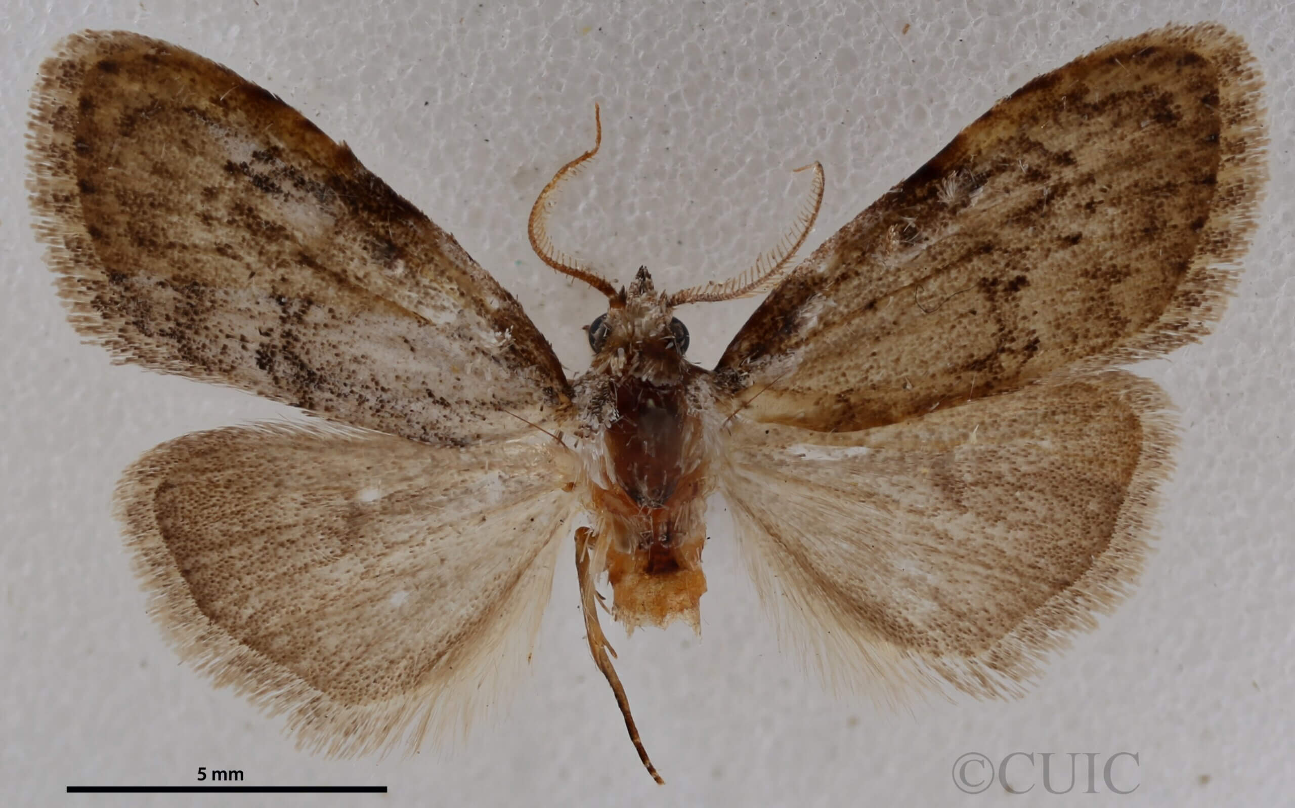 dorsal view of adult Meganola spodia
