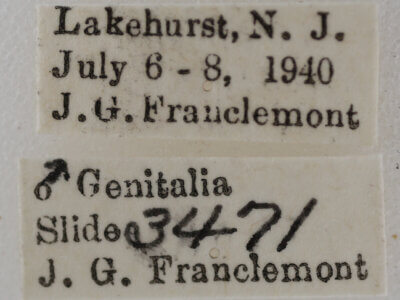 label view of adult Meganola spodia