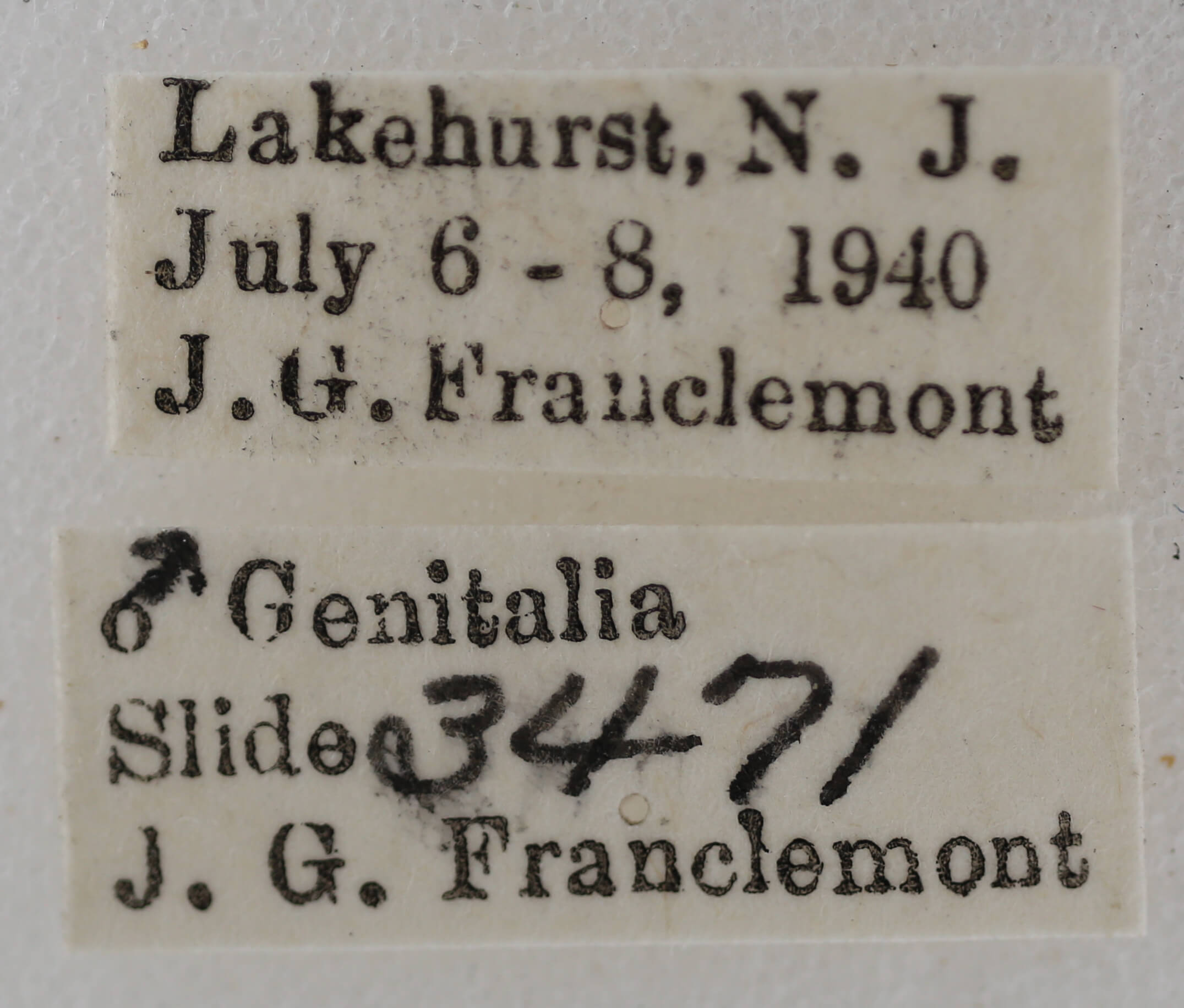 label view of adult Meganola spodia