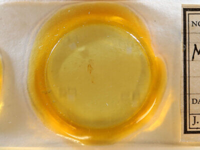 slide view of adult Meganola minuscula?