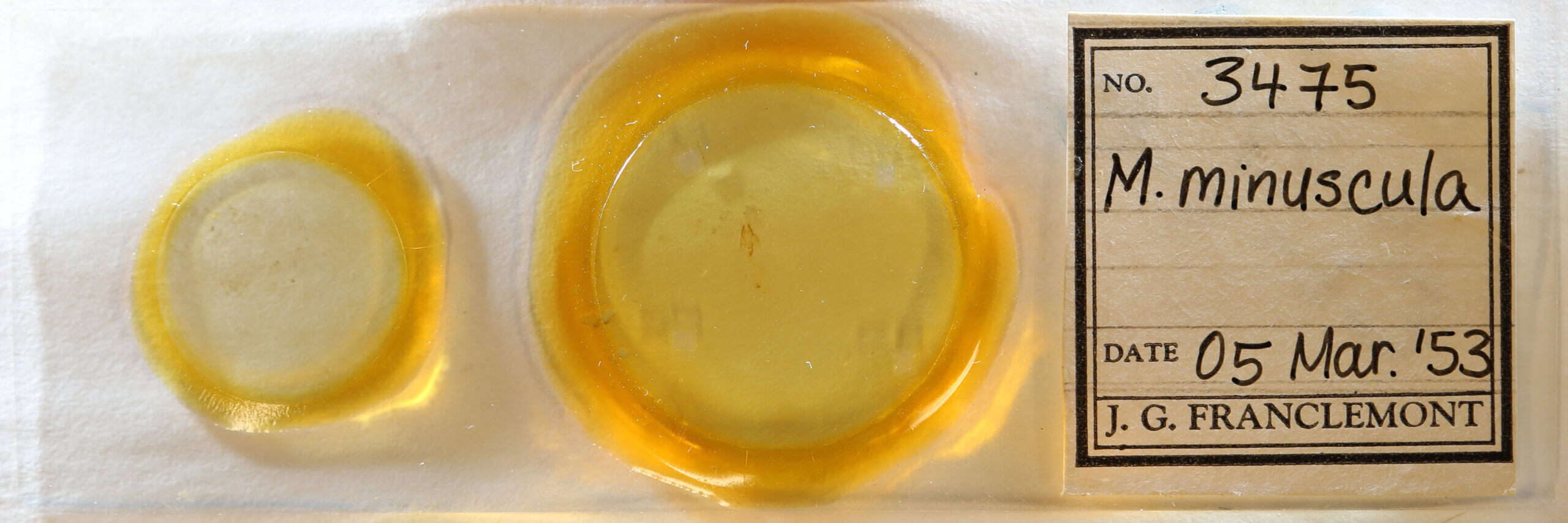 slide view of adult Meganola minuscula?