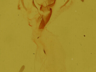 genitalia view of adult Meganola minuscula?