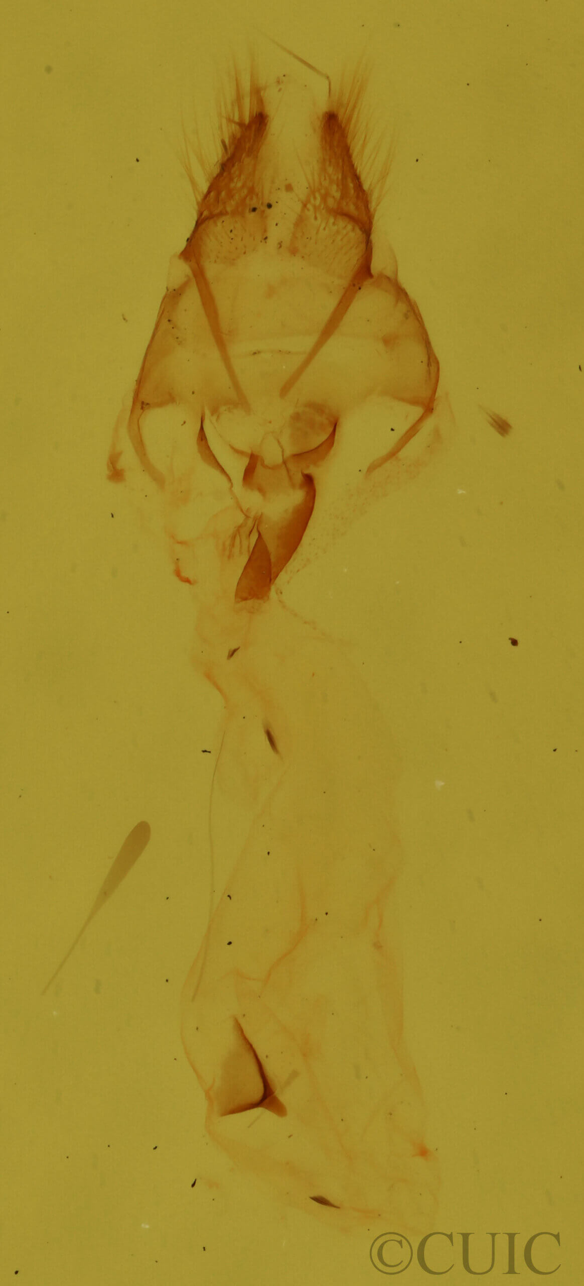 genitalia view of adult Meganola minuscula?