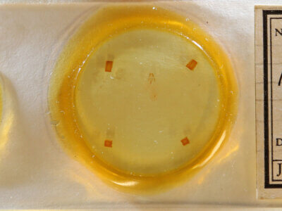 slide view of adult Meganola sp.